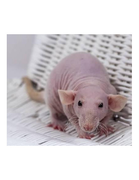 RATAZANA SEM PÊLO BÉBÉ