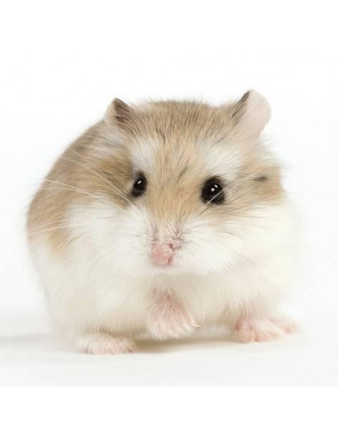 HAMSTER ROBOROVSKI