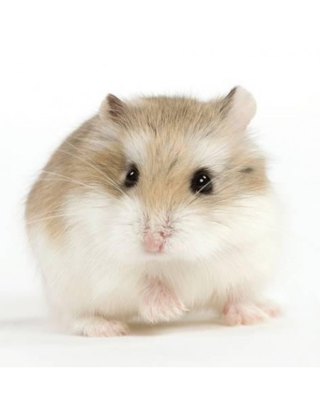 HAMSTER ROBOROVSKI