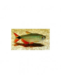 TETRA BUENOS AIRES, 3 - 3.5 CM
