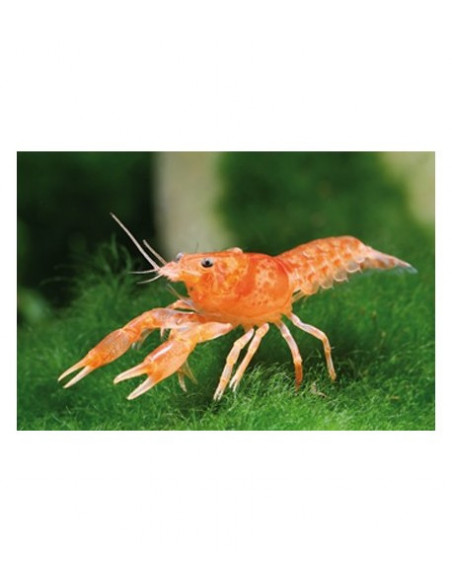 LAGOSTIM MEXICANO LARANJA, 2 CM