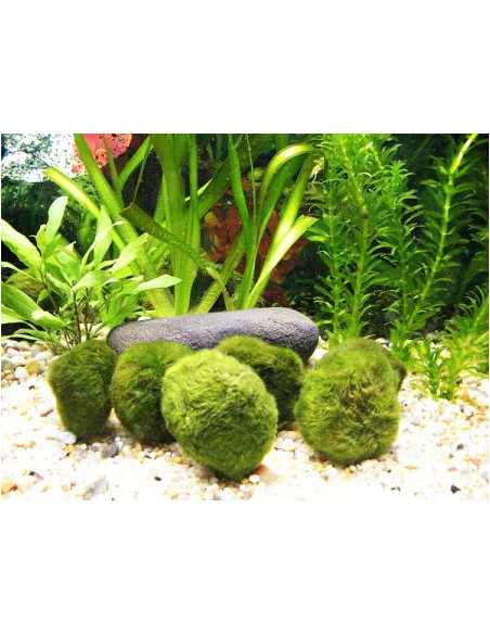 BOLA DE MUSGO BOLA DE MUSGO