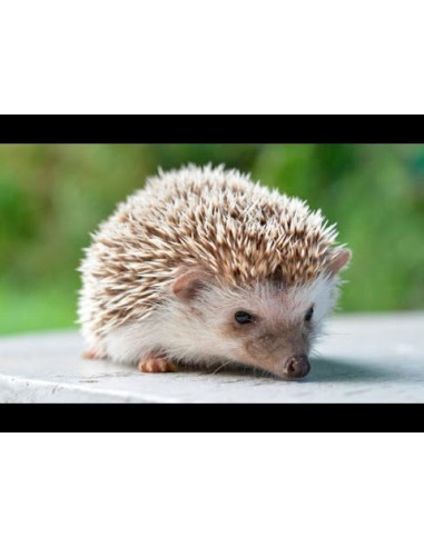 JR FARM HEDGEHOGS' FEAST