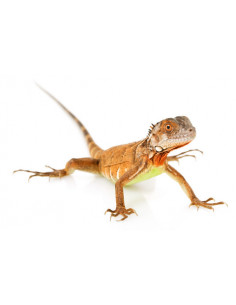 IGUANA VERMELHA, Juvenil