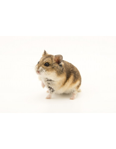 HAMSTER RUSSO CAMPBELL