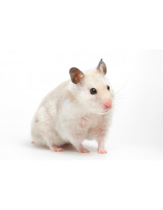 HAMSTER SÍRIO