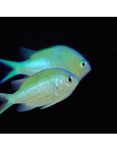 DONZELA VERDE, 3 - 4 CM