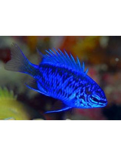 DONZELA SAFIRA, 2 - 3 CM