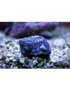 CARACOL TURBO ANÃO, 2 - 3 CM