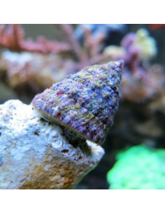 CARACOL TURBO PIRAMIDAL, 3 CM