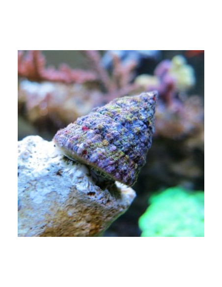 CARACOL TURBO PIRAMIDAL, 3 CM