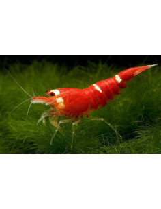 CAMARÃO CARIDINA 'SUPER RED CRYSTAL'
