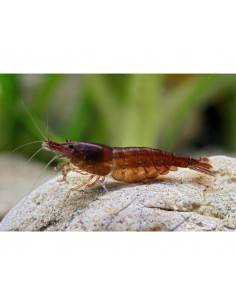 CAMARÃO NEOCARIDINA 'CHOCO SAKURA'