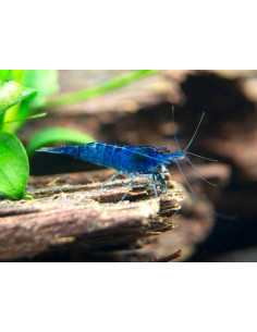 CAMARÃO NEOCARIDINA 'BLUE DREAM'
