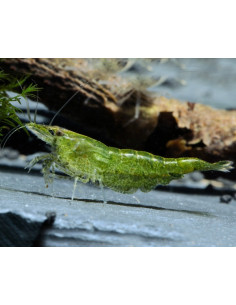 CAMARÃO NEOCARIDINA 'GREEN'