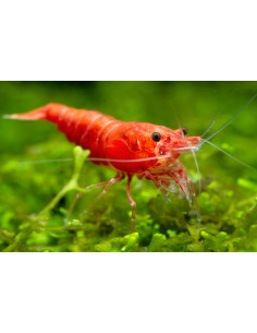 CAMARÃO NEOCARIDINA 'RED FIRE'