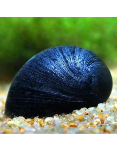 CARACOL CAPACETE MILITAR, 2 CM