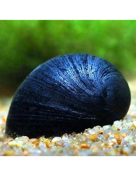 CARACOL CAPACETE MILITAR, 2 CM