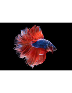 BETTA MACHO HALFMOON