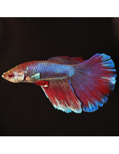 BETTA MACHO SUPER DELTA