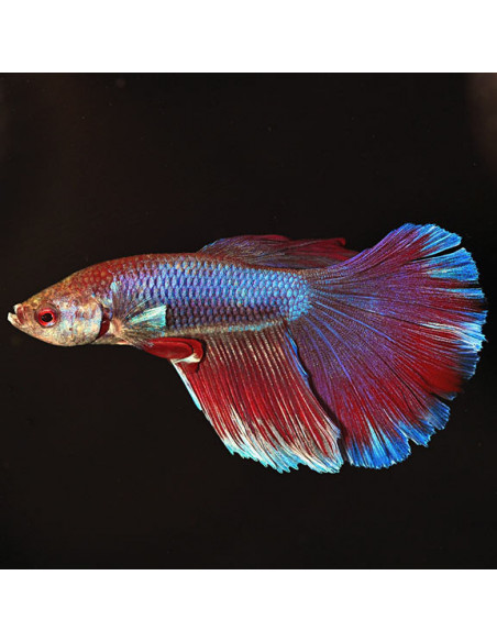 BETTA MACHO SUPER DELTA