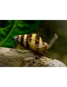 CARACOL ASSASSINO, 0.5 - 1 CM