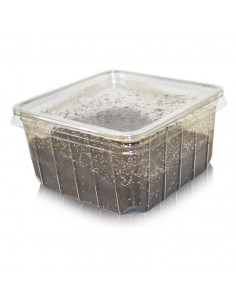 SPRINTAILS - COLÊMBOLOS (CULTURA) - SEIRA SP.