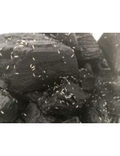 SPRINTAILS - COLÊMBOLOS (CULTURA) - SEIRA SP. 2