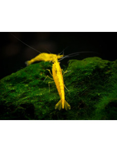 CAMARÃO NEOCARIDINA 'YELLOW FIRE'