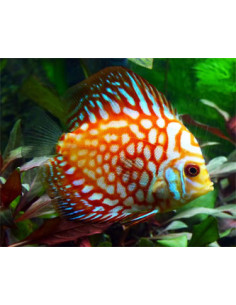 DISCO 'PIGEON CHECKERBOARD', 5 CM