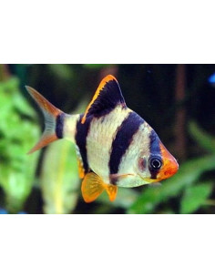 BARBO SUMATRA TIGRE 2.5 - 3 CM