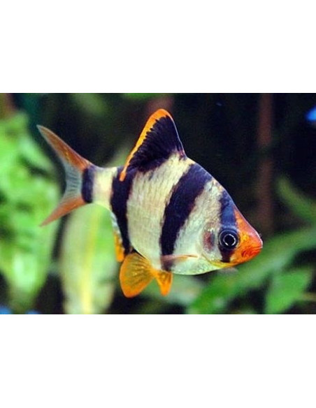 BARBO SUMATRA TIGRE 2.5 - 3 CM