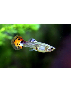 GUPPY FÊMEA SORTIDA, 3 - 4 CM