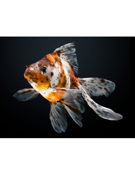 RYUKIN SORTIDO, 5 - 6 CM