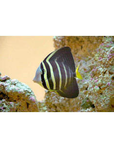 CIRURGIÃO VELEIRO, 4 - 6 CM