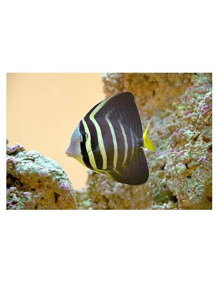 CIRURGIÃO VELEIRO, 4 - 6 CM