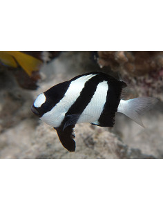 DONZELA DE CAUDA BRANCA, 3 - 4 CM