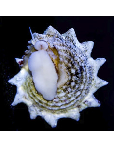CARACOL ESTRELA, 3 - 4 CM