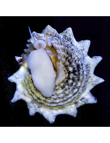 CARACOL ESTRELA, 3 - 4 CM