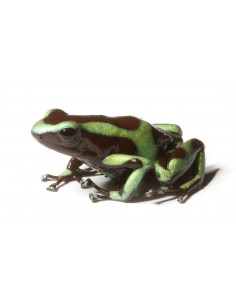 DENDROBATES AURATUS