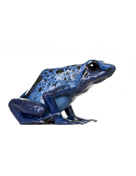 DENDROBATES AZUREUS