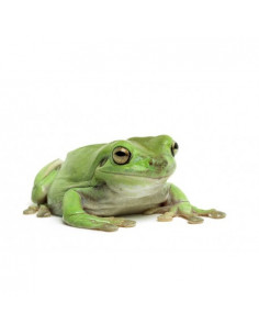 RÃ ARBORÍCOLA DE WHITE