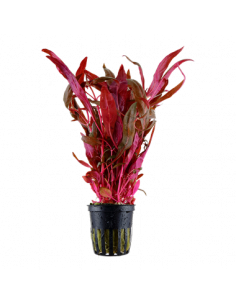 ALTERNANTHERA REINECKII 'ROSAEFOLIA'