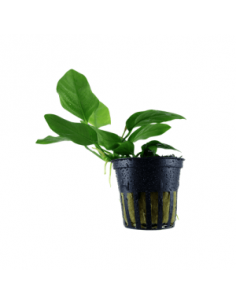 ANUBIAS BARTERI VAR. NANA - Tam S