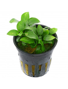 ANUBIAS BARTERI VAR. NANA 'MINI'