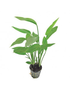 ECHINODORUS ARGENTINENSIS