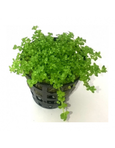 HEMIANTHUS CALLITRICHOIDES