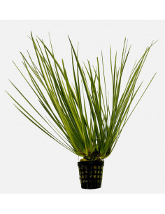 ACORUS GRAMINEUS 'VARIEGATUS'