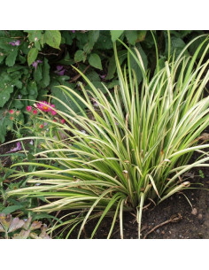 ACORUS GRAMINEUS 'VARIEGATUS' 2