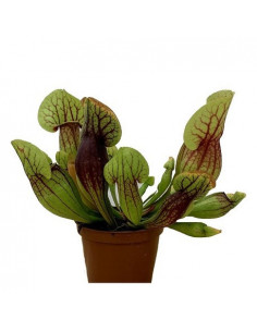 SARRACENIA